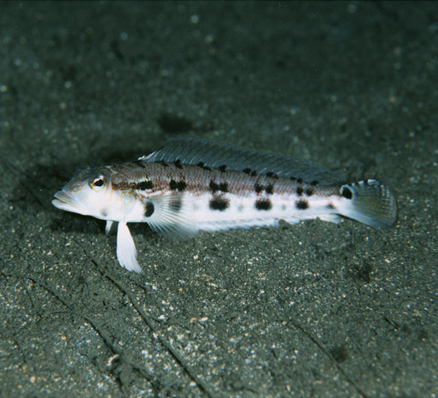 Parapercis sexfasciata